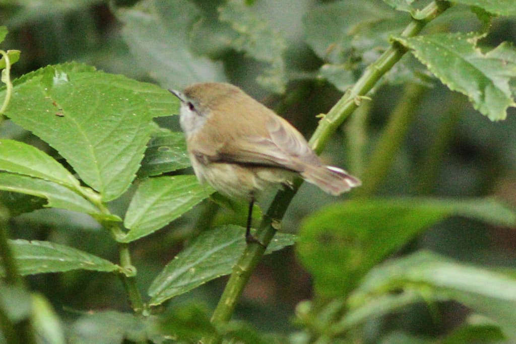 Brown Gerygone