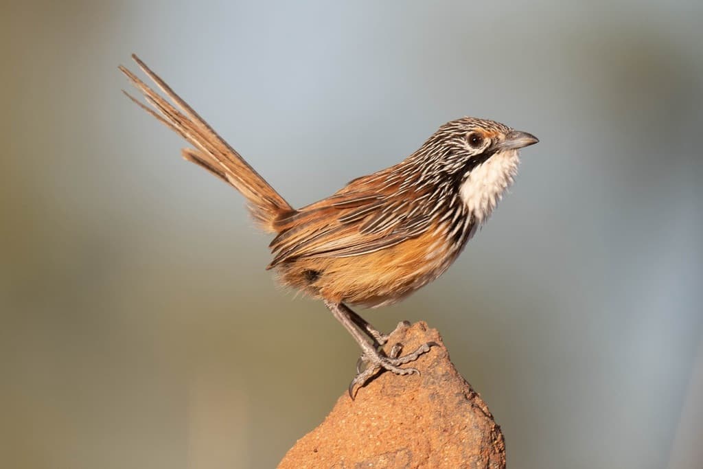 Carpentarian Grasswren