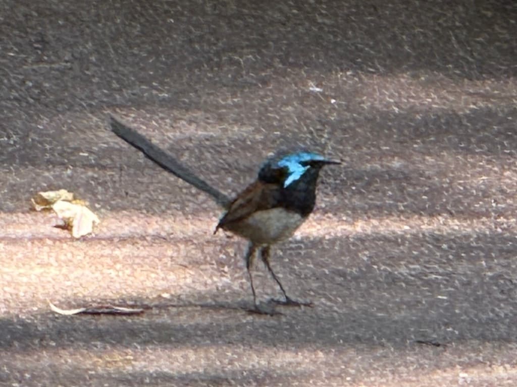 Red-winged Fairywren