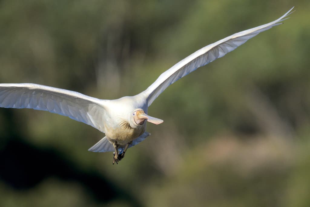 Yellow-billed Spoonbill