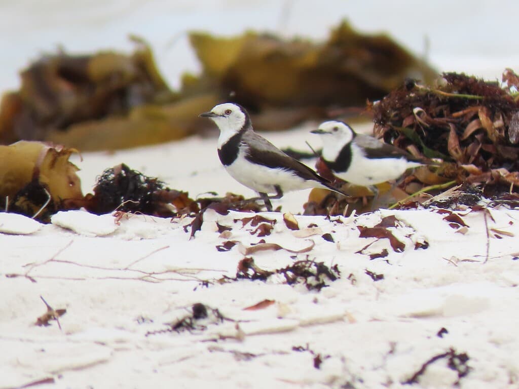 White-fronted Chat