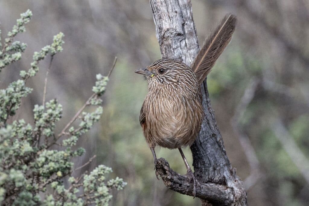 Western Grasswren