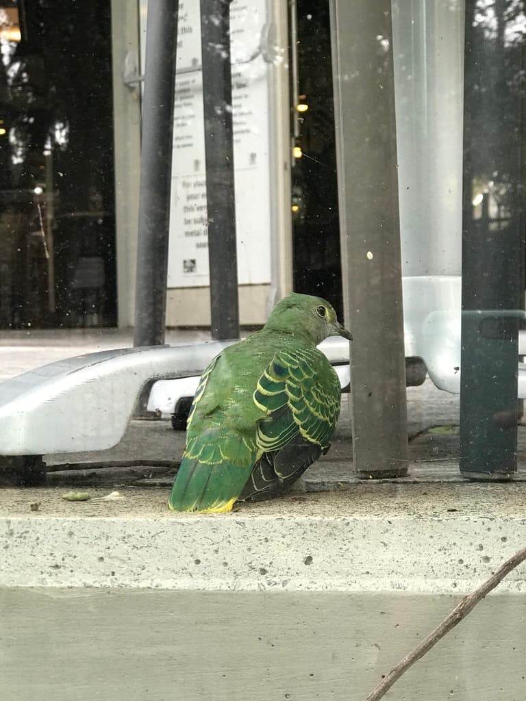 Rose-crowned Fruit Dove