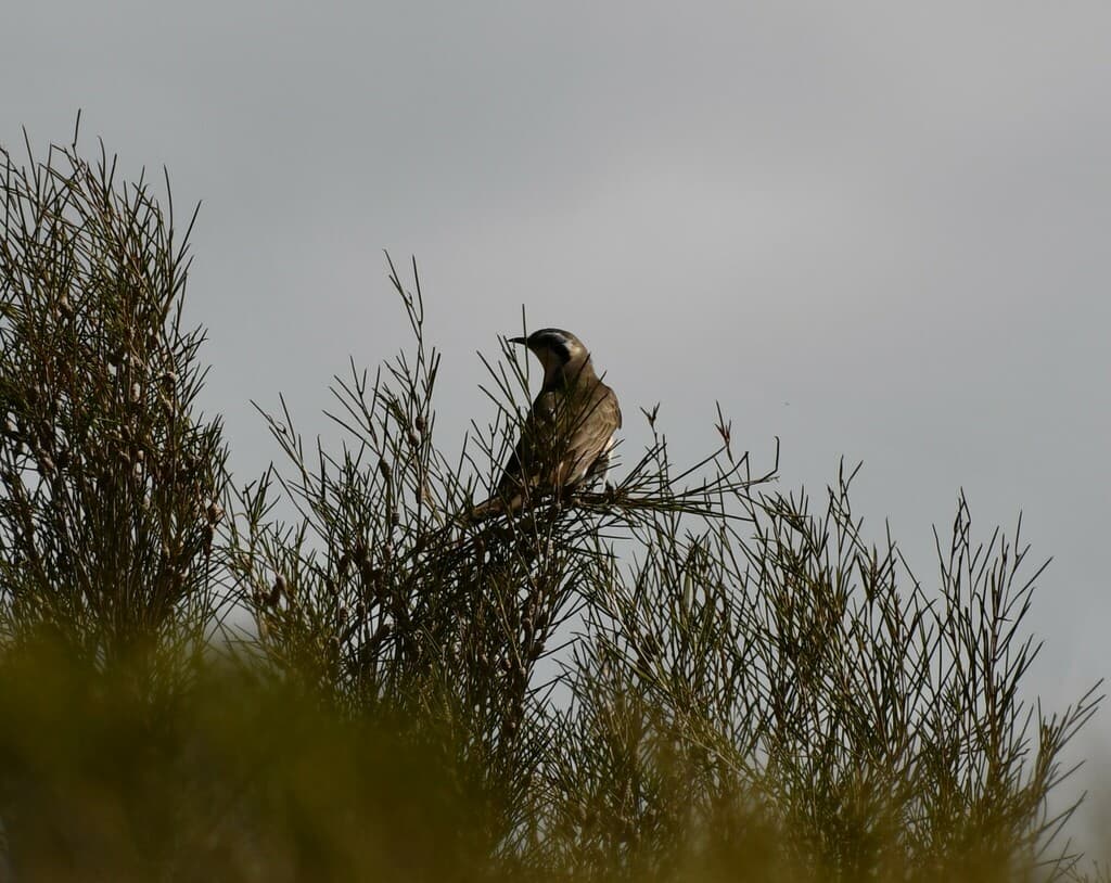Black-eared Cuckoo