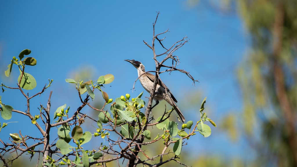 Silver-crowned Friarbird