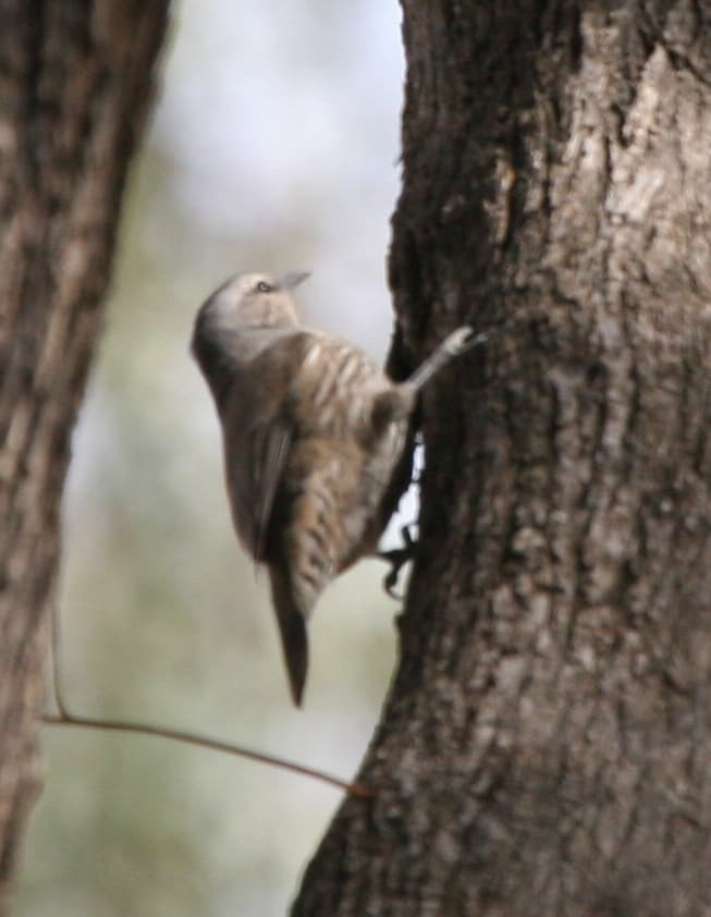 Brown Treecreeper