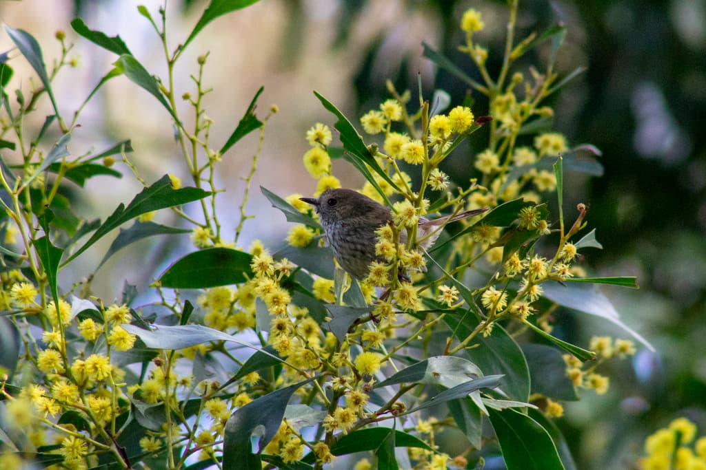 Brown Thornbill