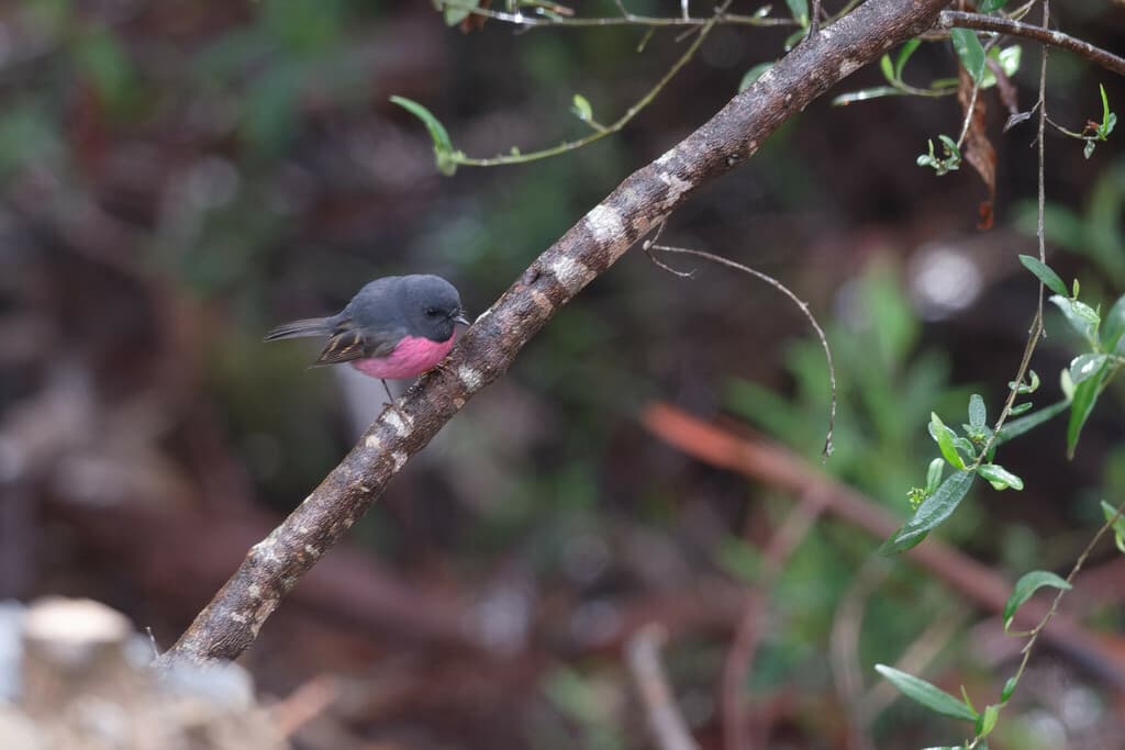 Pink Robin