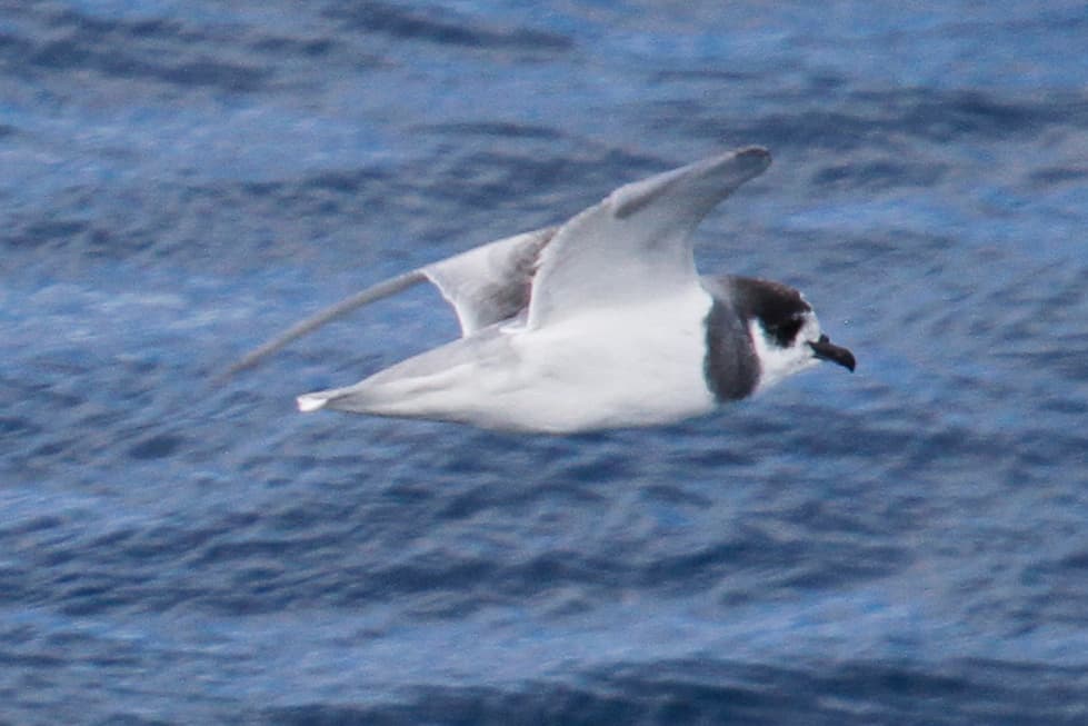 Blue Petrel