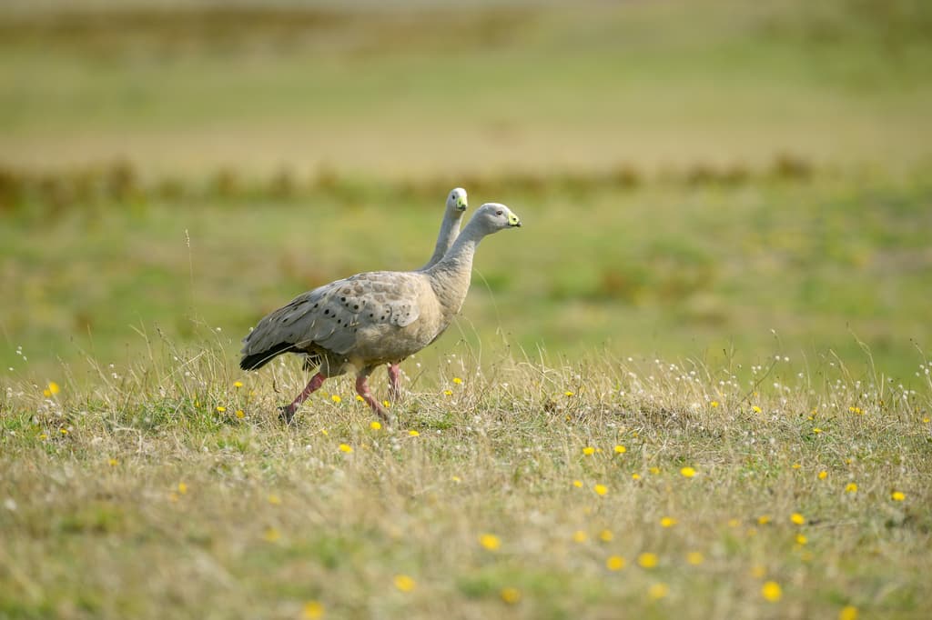 Cape Barren Goose