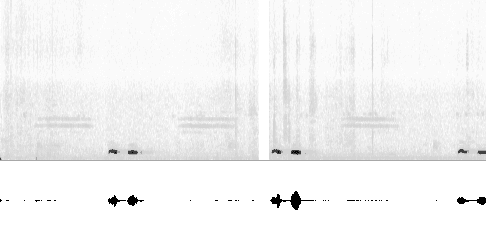 Sonogram of song
