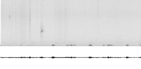 Sonogram of call