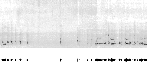 Sonogram of call