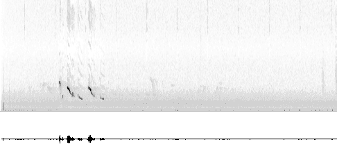Sonogram of call