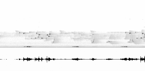 Sonogram of call