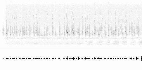 Sonogram of call