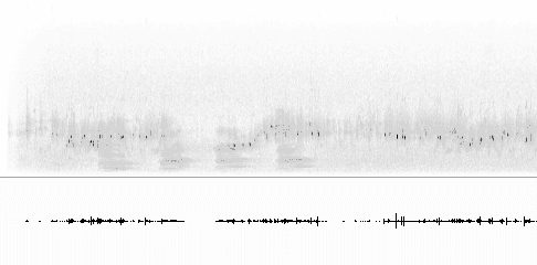 Sonogram of song