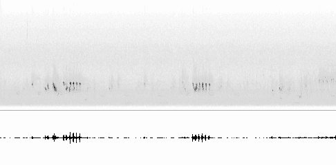 Sonogram of call
