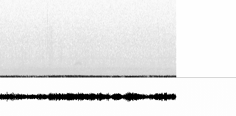 Sonogram of flight