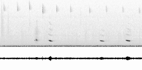 Sonogram of other