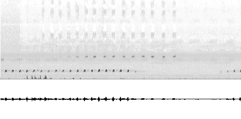 Sonogram of call