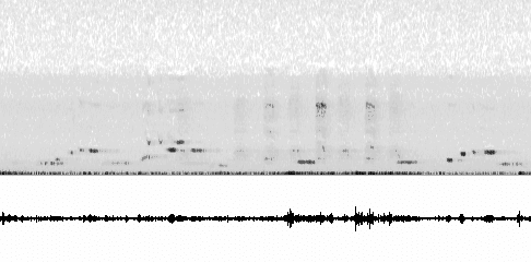 Sonogram of song