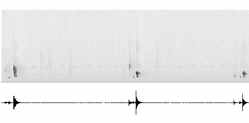Sonogram of song
