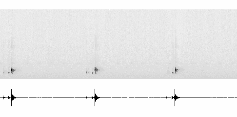 Sonogram of song
