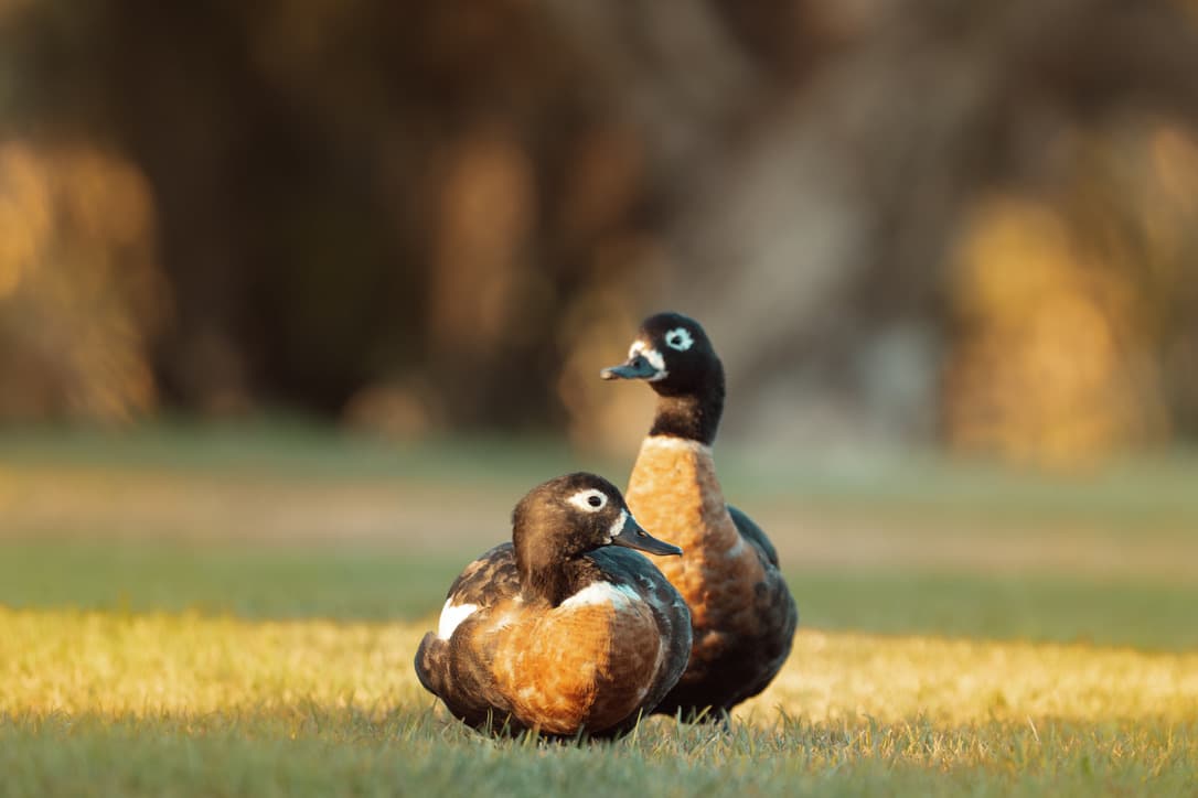 Pair of Australian Shelducks resting on grass at golden hour