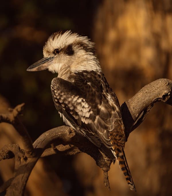 Laughing Kookaburra perched on a gum branch in golden afternoon light