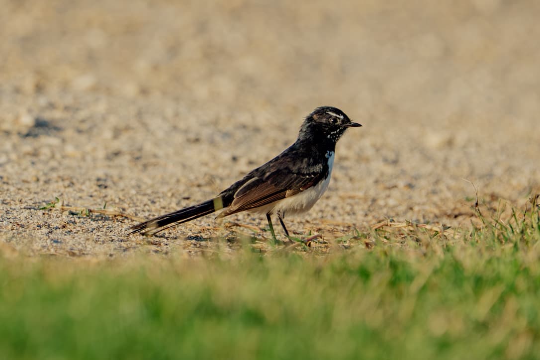 Willie Wagtail standing on sandy ground beside tufts of grass