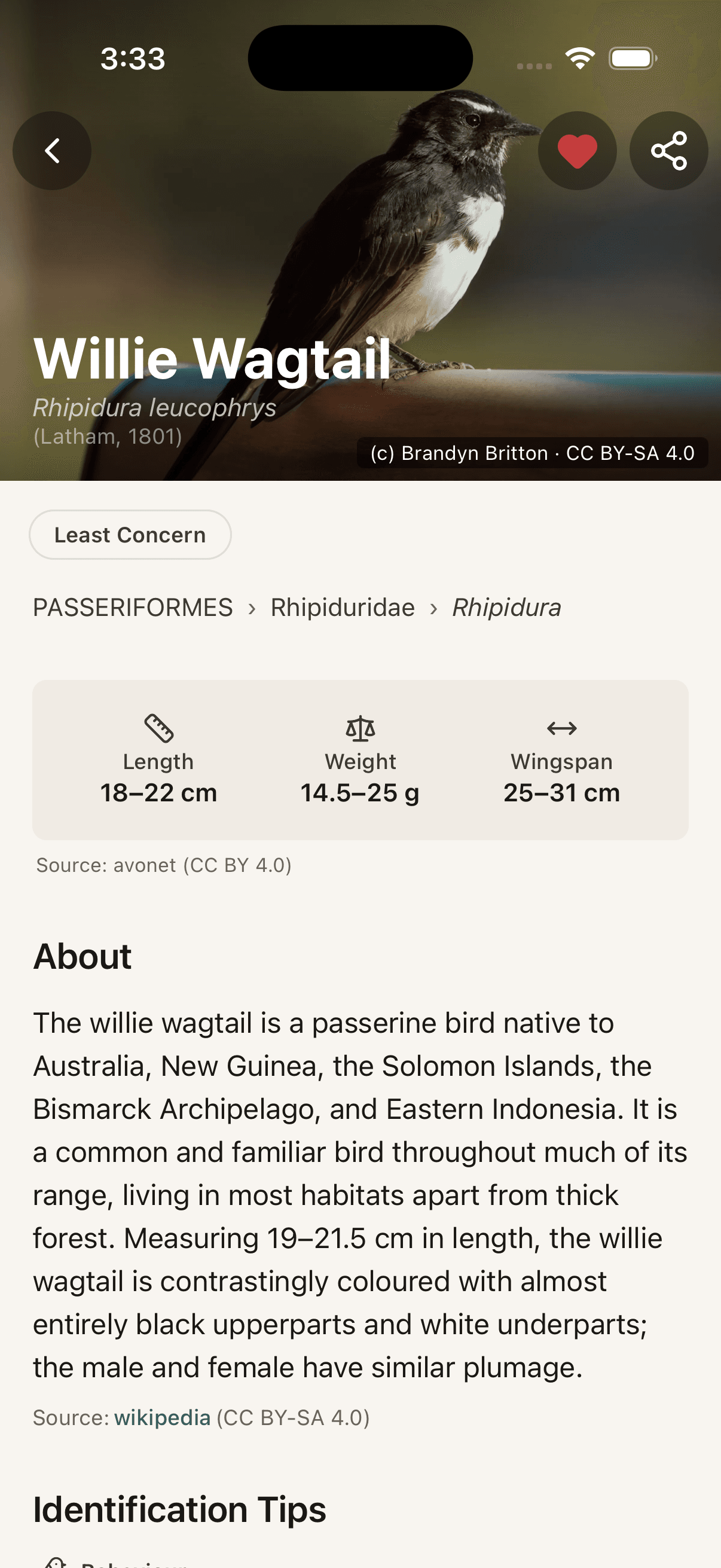 Species detail page for Willie Wagtail showing taxonomy and measurements