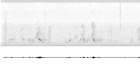 Sonogram of song