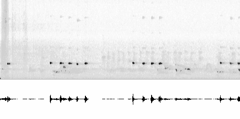Sonogram of song