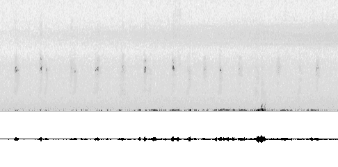 Sonogram of call