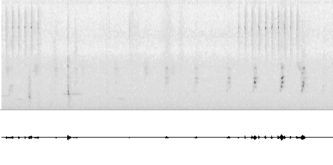 Sonogram of call
