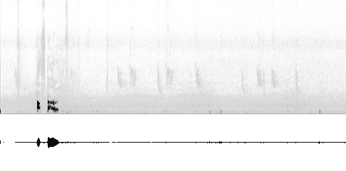 Sonogram of song