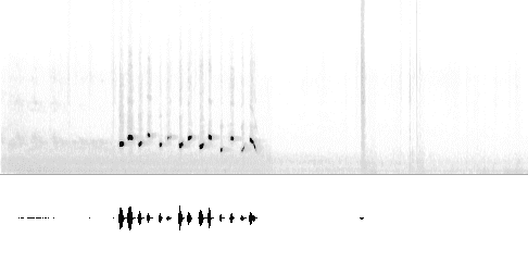 Sonogram of song