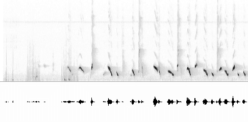 Sonogram of song