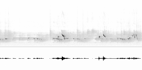 Sonogram of call