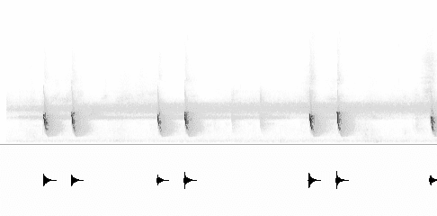 Sonogram of call
